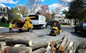 Morrisonville, NY Tree Removal Services Company